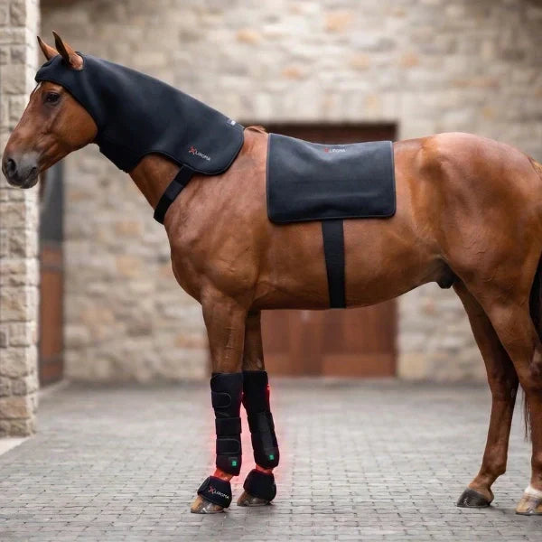 Rood licht therapie voor paarden: werking, voordelen en gebruik